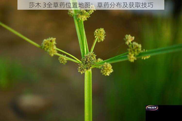 莎木 3全草药位置地图：草药分布及获取技巧