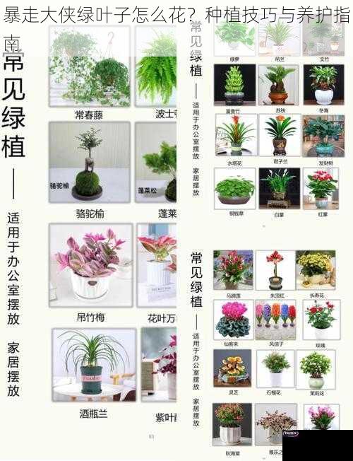 暴走大侠绿叶子怎么花？种植技巧与养护指南