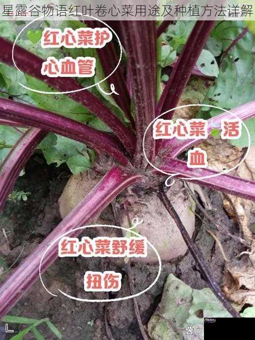 星露谷物语红叶卷心菜用途及种植方法详解